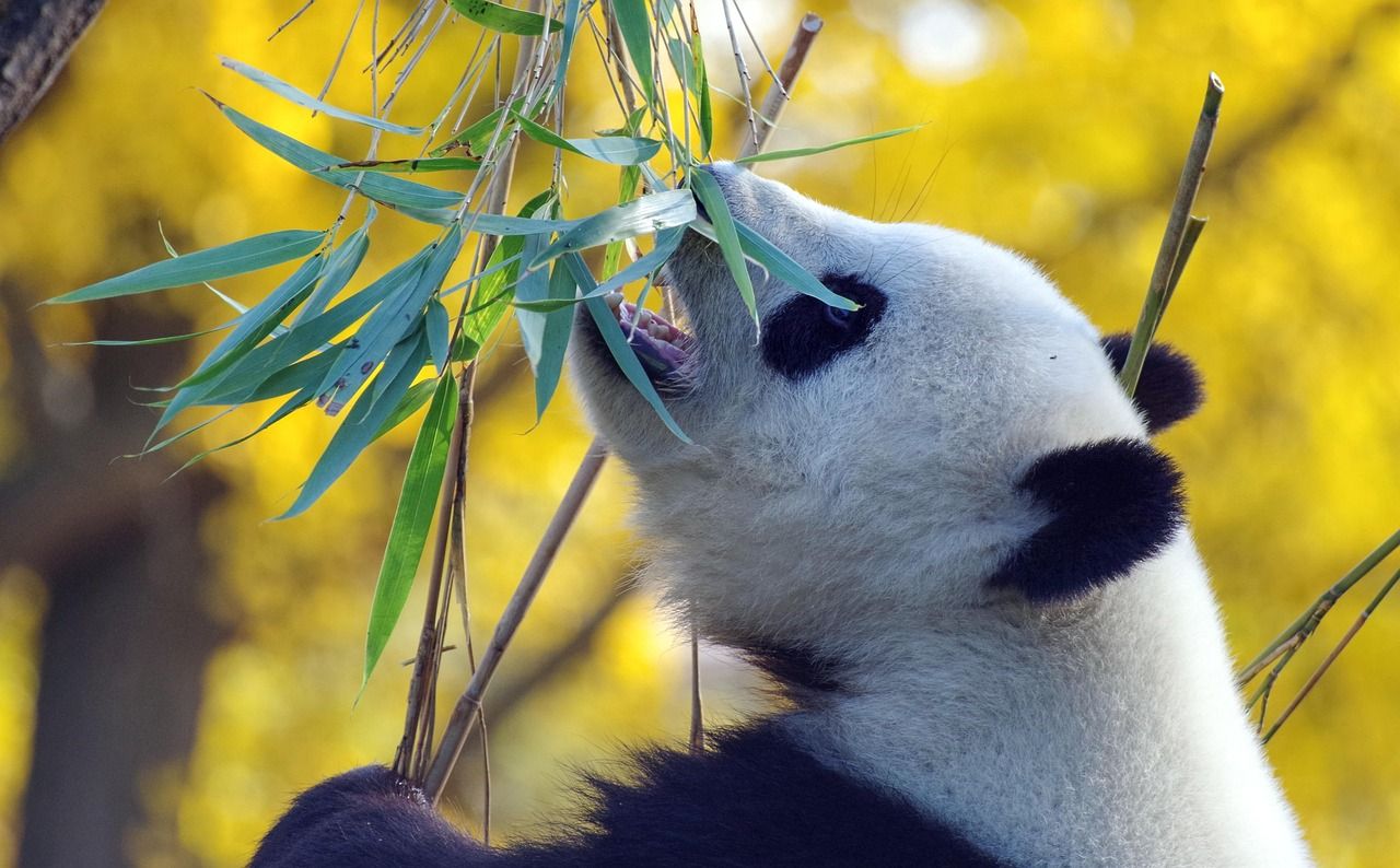A giant panda eating bamboo at the Chengdu base