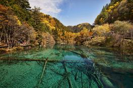 Clear turquoise water of Five Flower Lake with sunken logs and autumn forest, Jiuzhaigou — Photo: Chensiyuan / CC BY-SA 4.0 via Wikimedia Commons