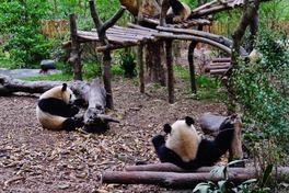 Two giant pandas in a leafy enclosure at the Chengdu Panda Reserve Base, one chewing bamboo — Photo: Zairon / CC BY-SA 4.0 via Wikimedia Commons